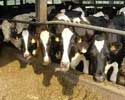 Livestock Livestock