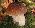 Mushroom & Truffle Mushroom & Truffle