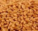 Agriculture Seed Agriculture Seed